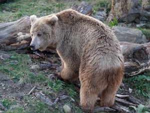 Тяньшаньский белокоготный медведь
